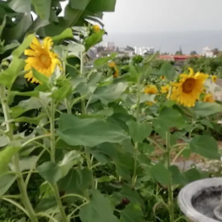 Casa Papin Inmersa En Un Entorno Natural Puerto de la Cruz (Tenerife)